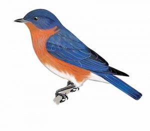 Eastern Bluebird