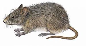 Hispid Cotton Rat