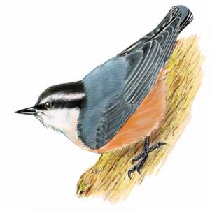 Red-breasted Nuthatch