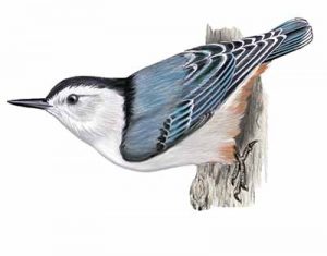 White-breasted Nuthatch