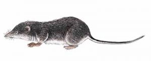 Water Shrew