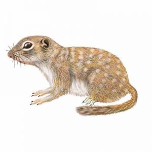 Spotted Ground Squirrel