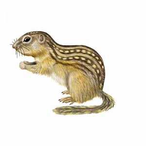 Thirteen-lined Ground Squirrel