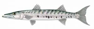 Great Barracuda