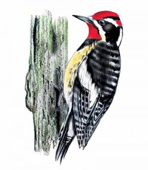 Red-naped Sapsucker