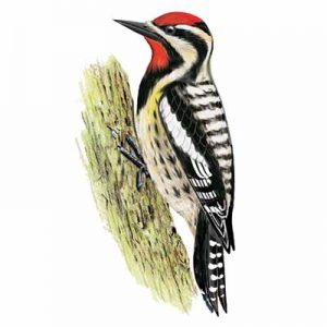 Yellow-bellied Sapsucker