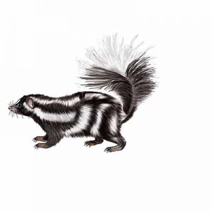 Eastern Spotted Skunk