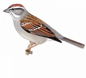 Chipping Sparrow