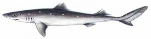 Spiny Dogfish