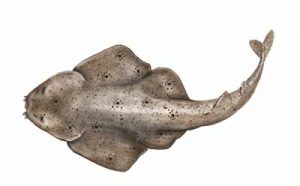 Pacific Angel Shark