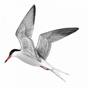 Common Tern