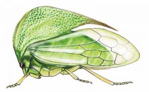 Buffalo Treehopper