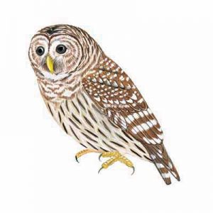 Barred Owl