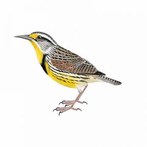 Eastern Meadowlark