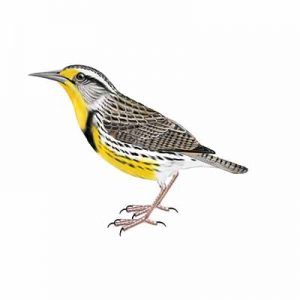 Western Meadowlark