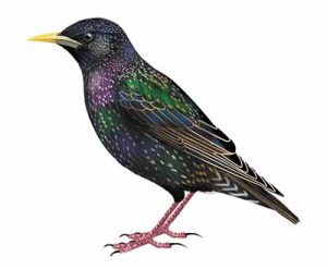 European Starling