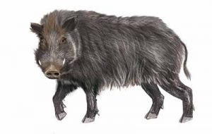 Wild Hog