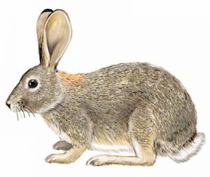 Desert Cottontail