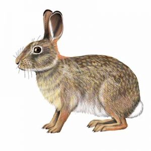 Eastern Cottontail