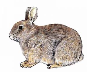 Mountain Cottontail