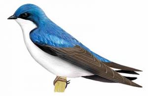 Tree Swallow