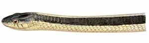 Eastern Garter Snake