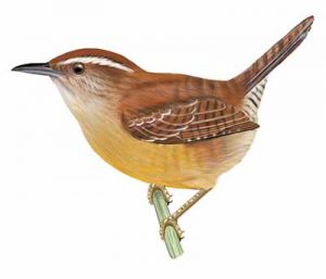 Carolina Wren