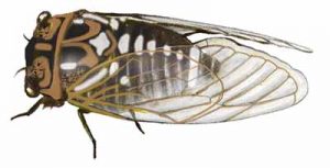 Cicada