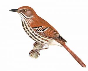 Brown Thrasher