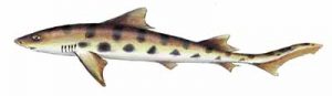 Leopard Shark