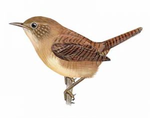 House Wren