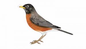 American Robin