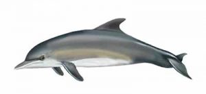 Bottlenosed Dolphin