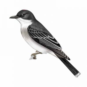 Eastern Kingbird