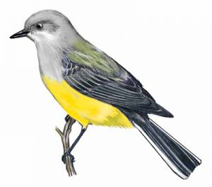 Western Kingbird