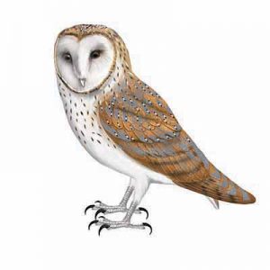 Barn Owl