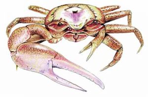 Fiddler Crab