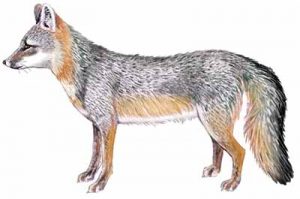 Common Gray Fox