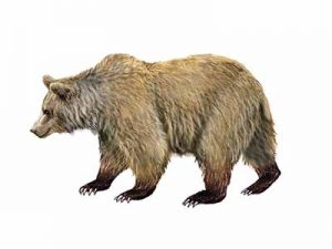 Brown (Grizzly) Bear