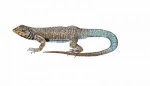 Side-Blotched Lizard