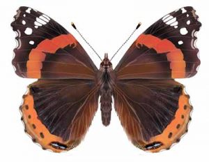 Red Admiral