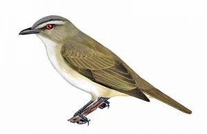 Red-eyed Vireo