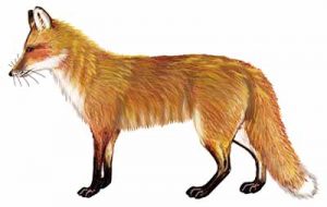 Red Fox