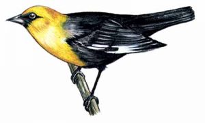 Yellow-headed Blackbird