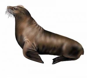 California Sea Lion