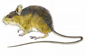 Western Jumping Mouse