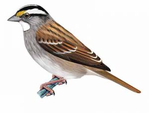 White-throated Sparrow