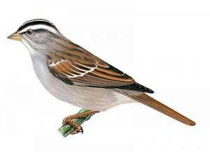 White-crowned Sparrow